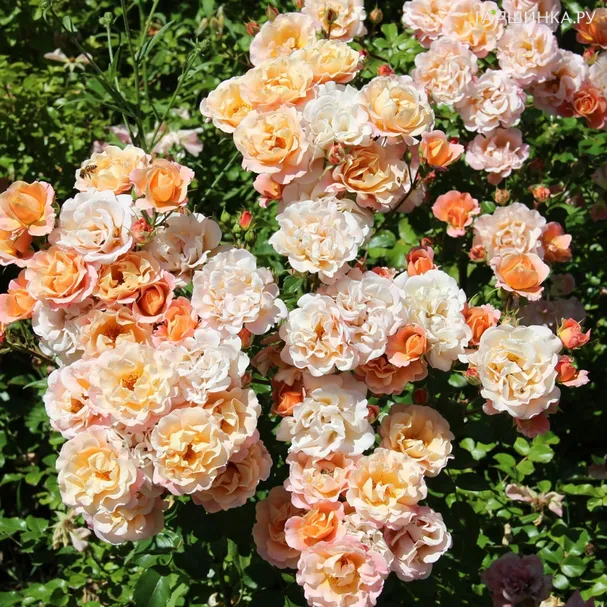 Роза Кубана почвопокровная, Кордес (лиц)