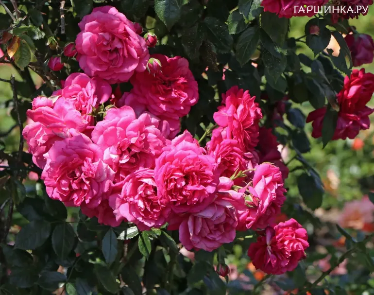 Роза Лагуна плетистая, Кордес (лиц)