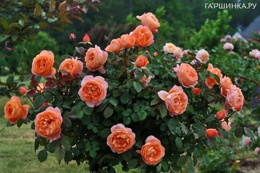 Роза Леди Эмма Гамильтон