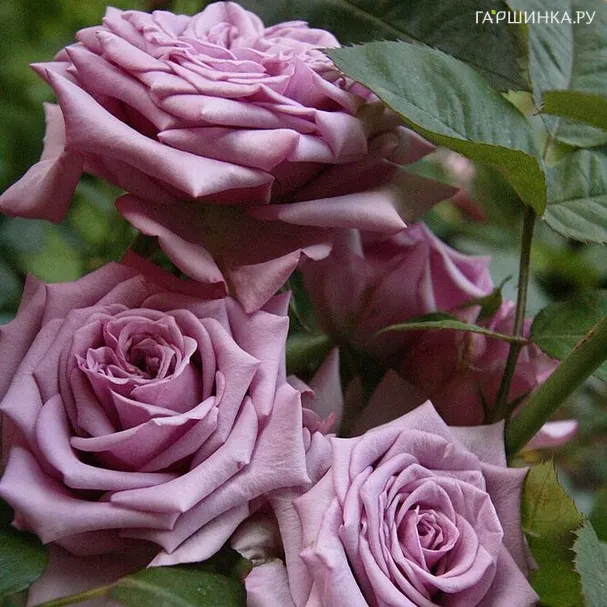 Роза Майнцер Фастнахт чайно-гибридная, Тантау (лиц)