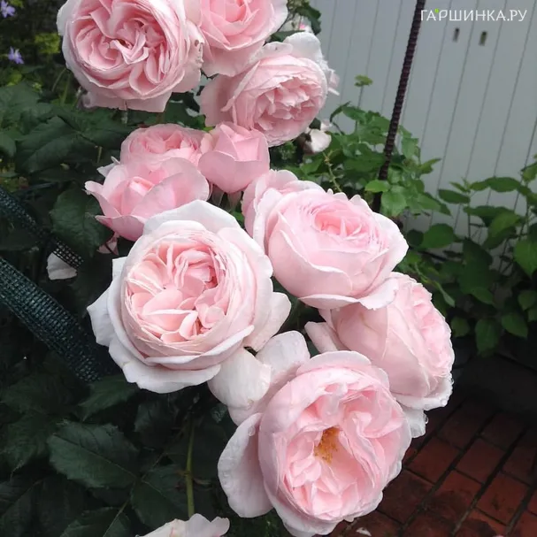 Роза Наэма Клим, Дельбар (лиц)