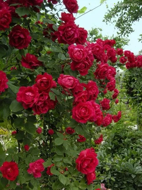 Роза Нахеглут плетистая, Топалович (лиц)