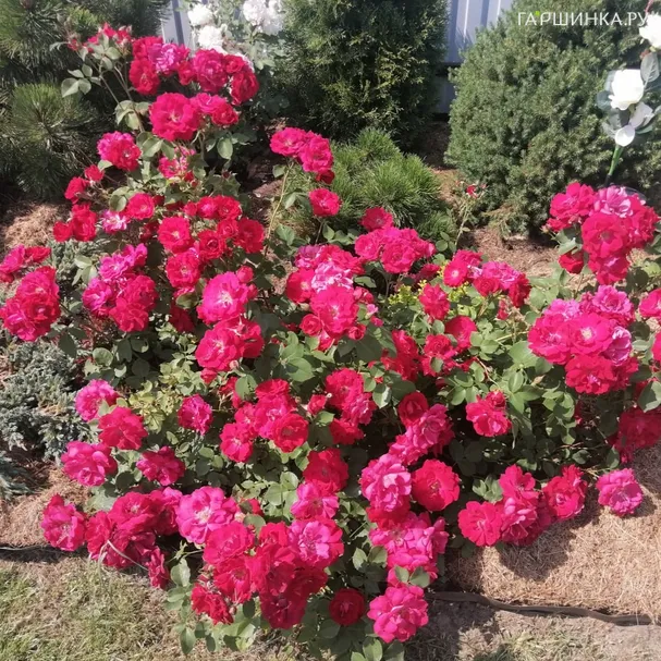 Роза Николас канадская парковая (лиц)