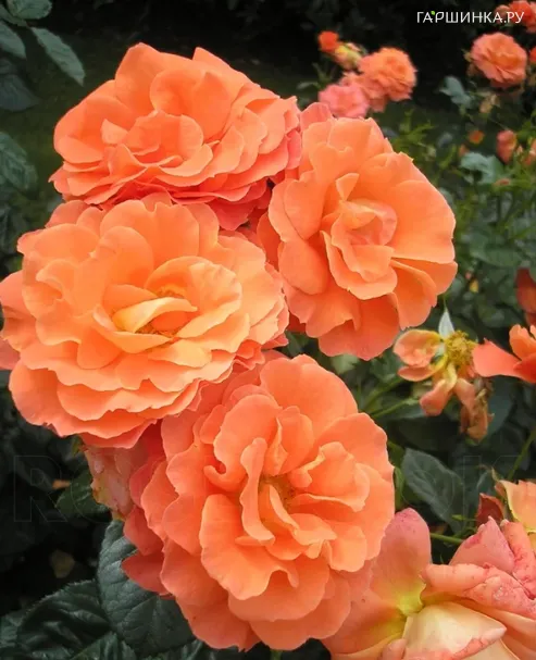 Роза Ньюсфлеш, Vissers (лиц)