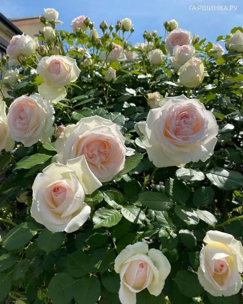 Роза Палас Роял (Вайт Эден Роуз) плетистая, Топалович (лиц)