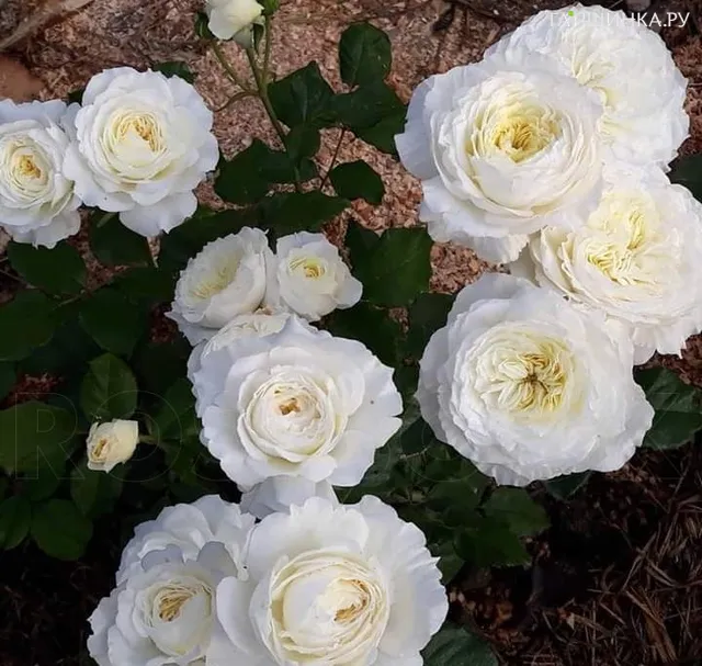 Роза Патиенс