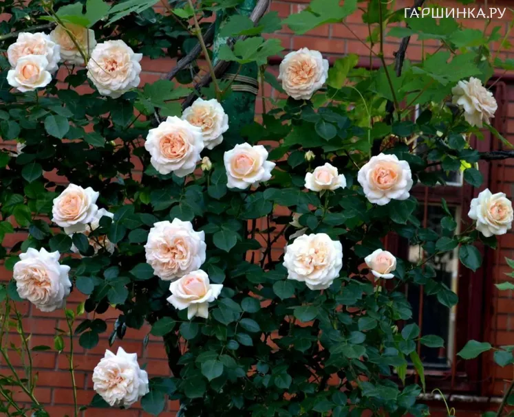 Роза Пенни Лайн, Харкнесс (лиц)