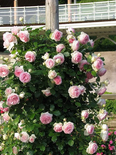 Роза Эден Роуз (Пьер Де Ронсар), Мейян (лиц)