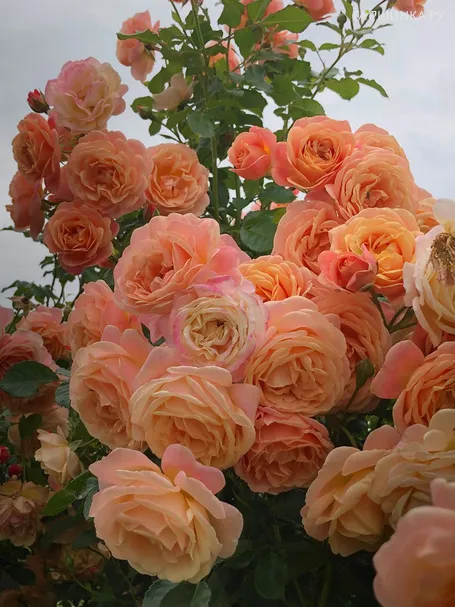 Роза Пич Мельба плетистая, Кордес (лиц)