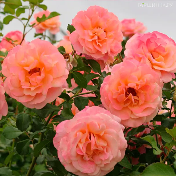 Роза Пич Мельба плетистая, Топалович (лиц)