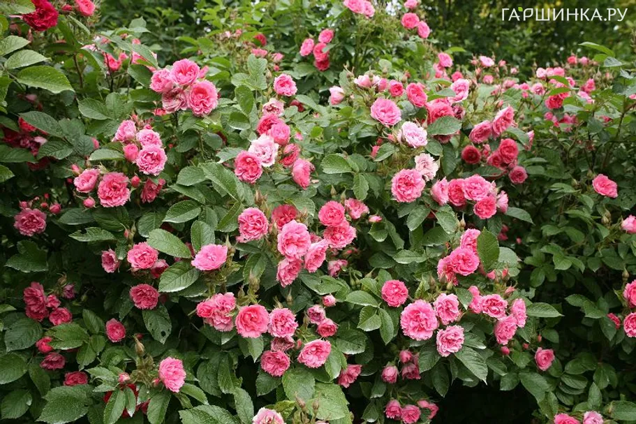 Роза Пинк Гротендорст ругоза (лиц)