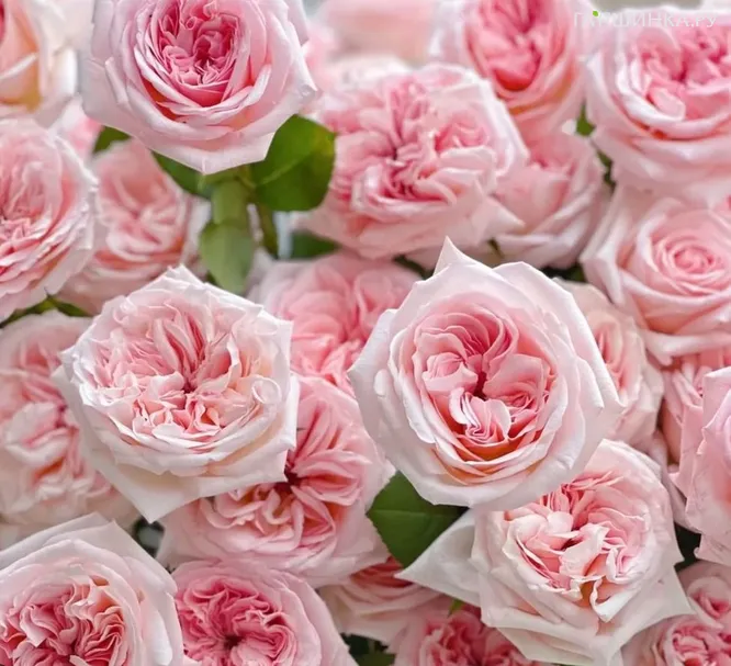 Роза Пинк О Хара чайно-гибридная