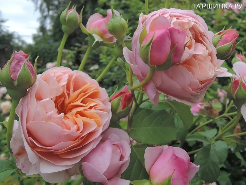 Роза Питер Пауль Рубенс