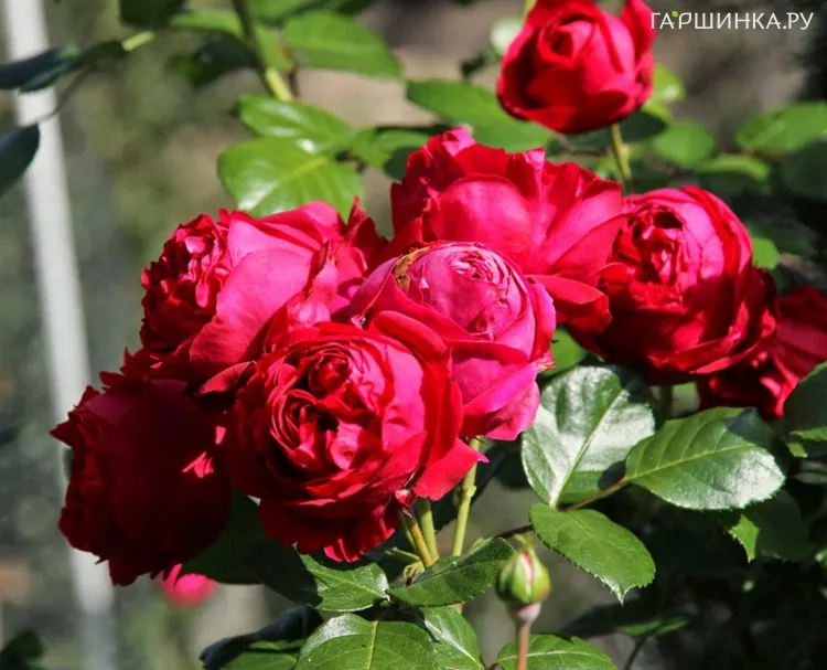 Роза Ред Эден Роуз, Мейян (лиц)