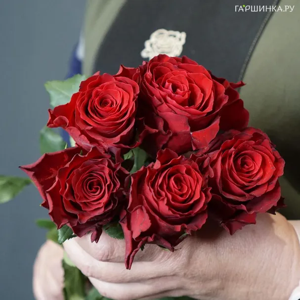 Роза Родос чайно-гибридная