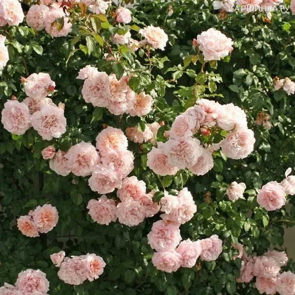 Роза Роуз Де Толбиак, Кордес (лиц)