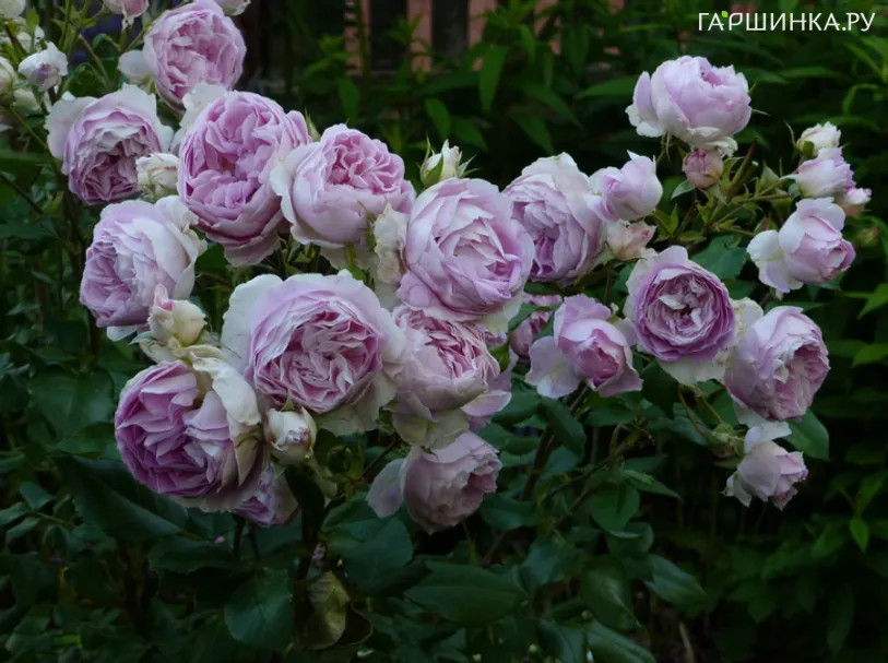 Роза Сапфир кустарниковая, Тантау (лиц)