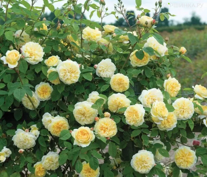 Роза Сирано де Бержерак плетистая, Топалович (лиц)