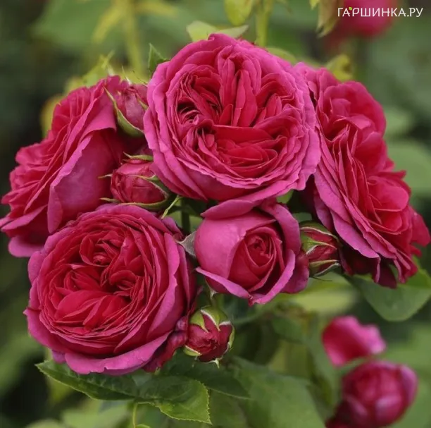 Роза Софи Луиза чайно-гибридная, Тантау (лиц)