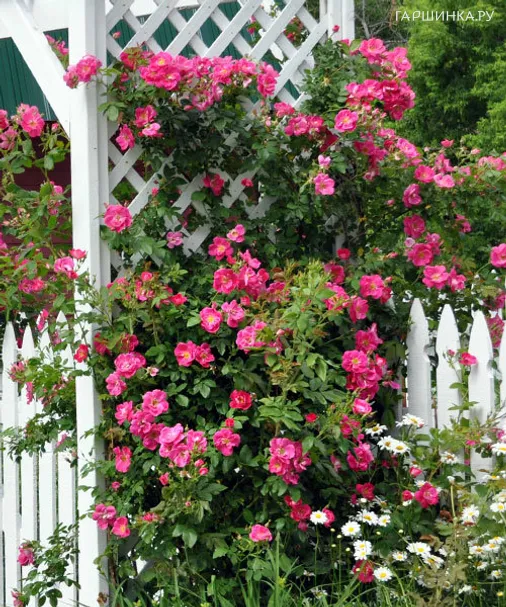 Роза Вильям Баффин канадская парковая (лиц)