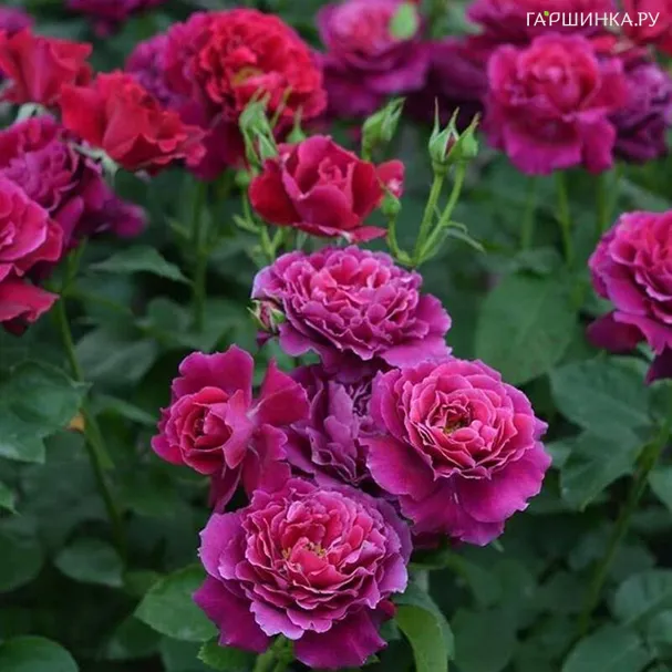 Роза Вагулетта