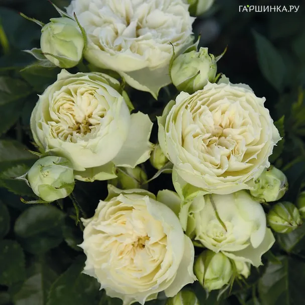 Роза Вайт Пиано