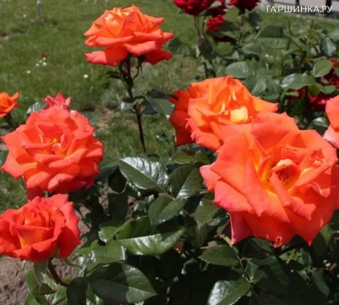 Роза Верано