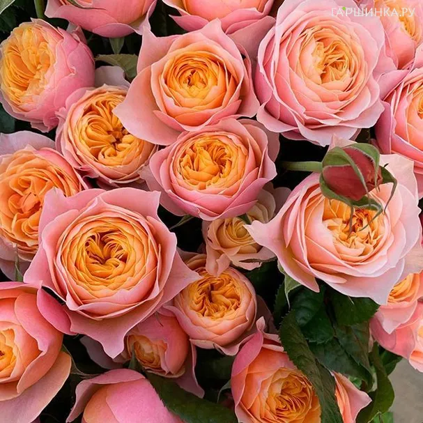 Роза Вувузела