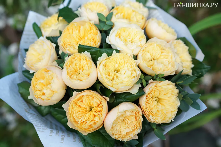 Роза Вувузела Голд