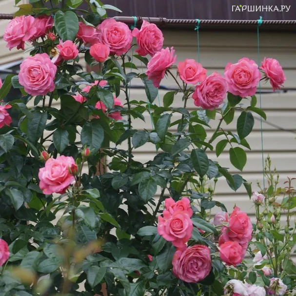 Роза Розанна плетистая, Кордес (лиц)