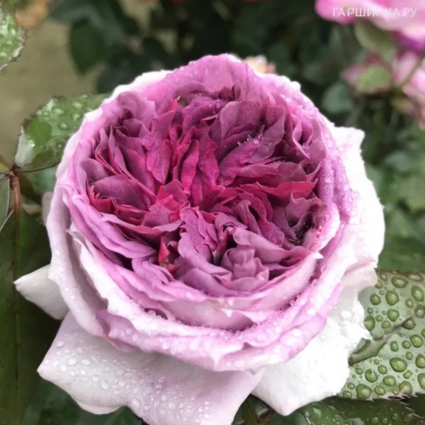 Роза Тьерри Маркс, Дельбар (лиц)