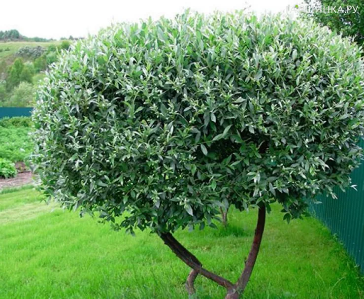 Ива Карликовая