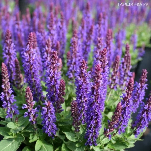 Шалфей (сальвия) дубравный Маркус