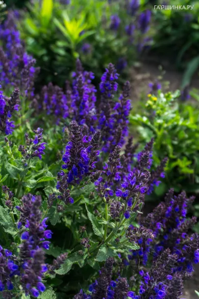 Шалфей (сальвия) дубравный Негрито