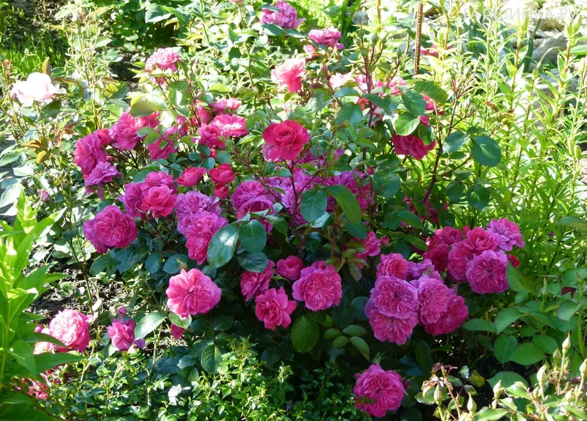 Роза Сангрия/Соня Мейлав, Мейян (лиц)