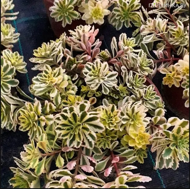 Очиток (седум) Миддендорфа Вариегатум