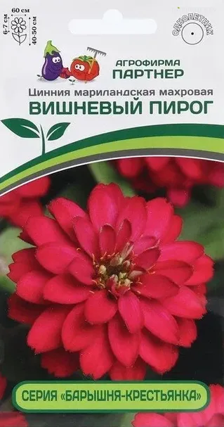 Цинния махровая "Барышня-крестьянка" Вишневый Пирог 5 шт. Партнер