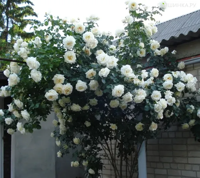 Роза Шнеевальцер плетистая, Топалович (лиц)