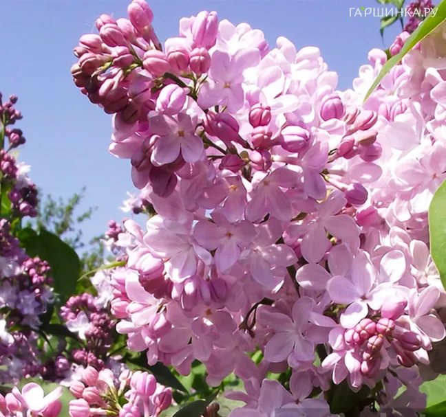 Сирень Аделина обыкновенная