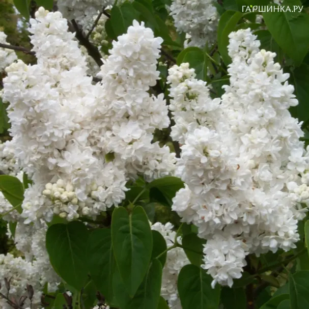 Сирень Рочестер