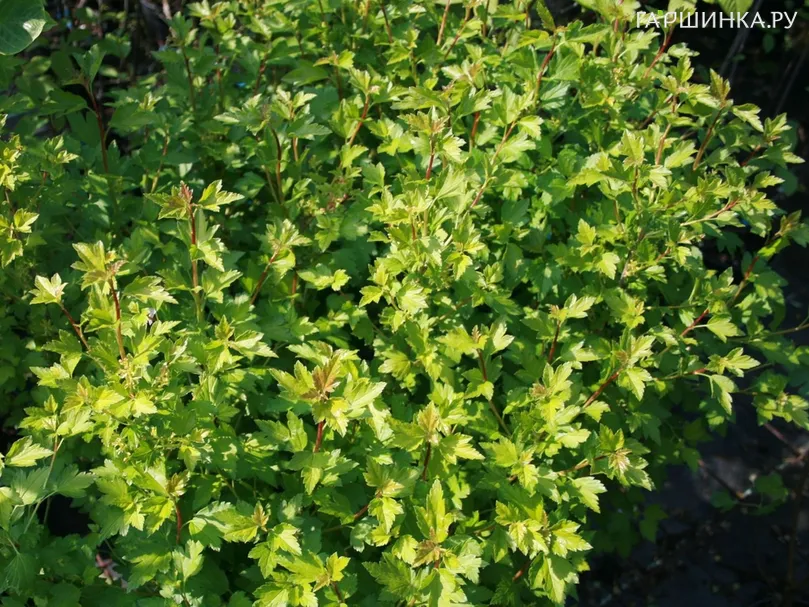 Смородина альпийская