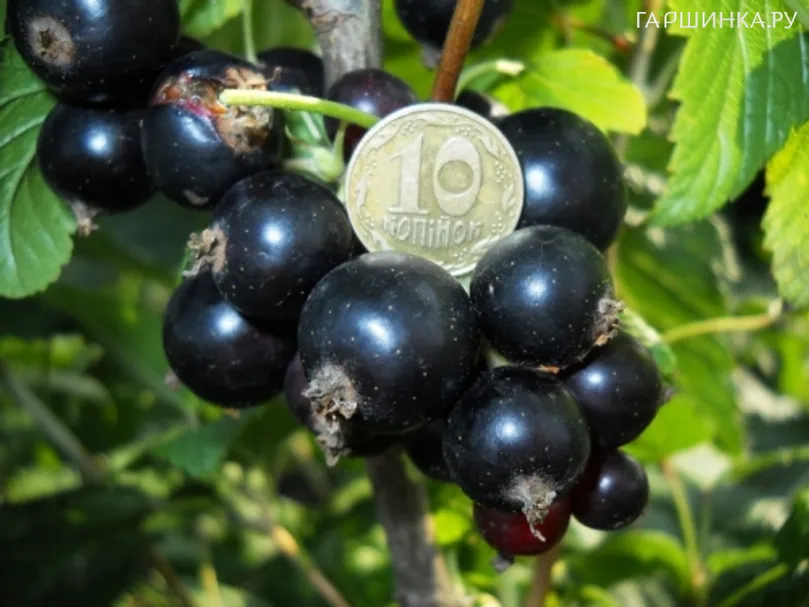 Смородина Орловский вальс черная (крупная ягода)