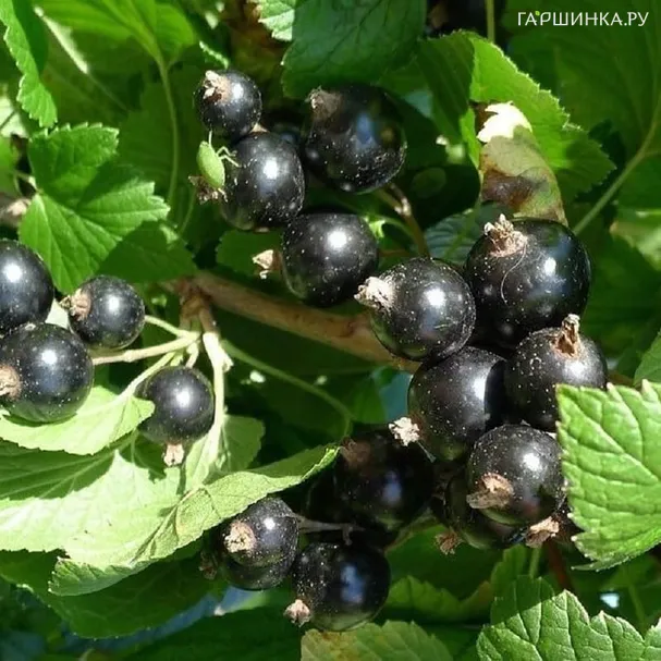 Смородина Селеченская черная (очень крупная ягода)