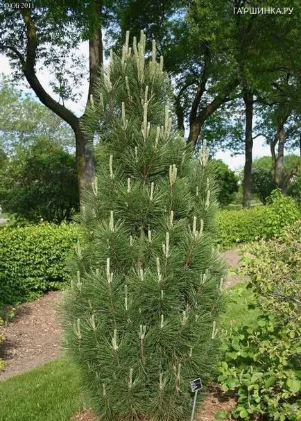 Сосна черная Грин Рокет