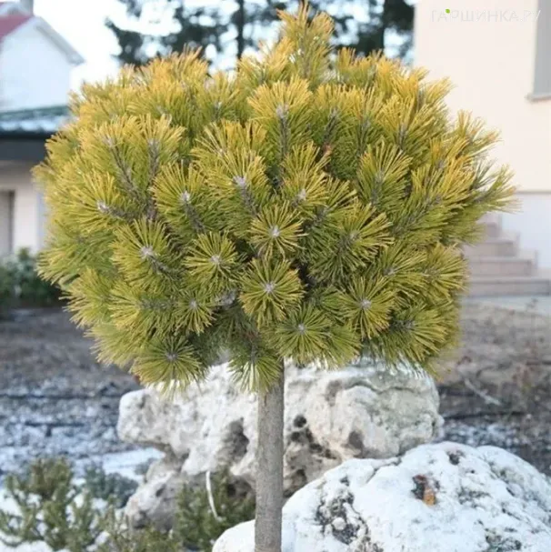 Сосна горная Винтер Голд на штамбе 80 см