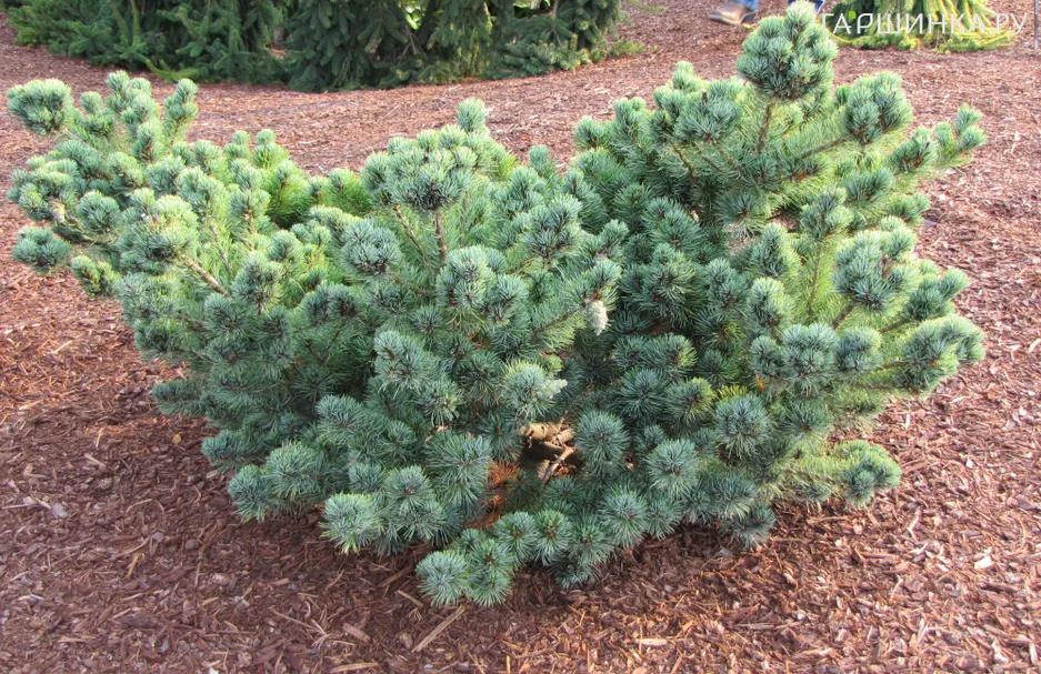 Сосна мелкоцветковая Негиши