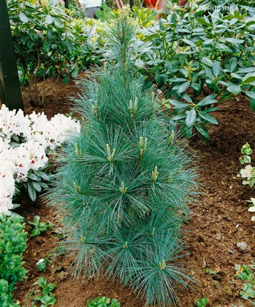 Сосна Веймутова Денса Хилл