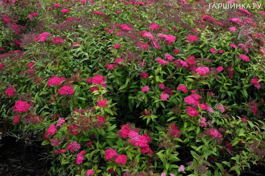 Спирея Дартс Ред японская