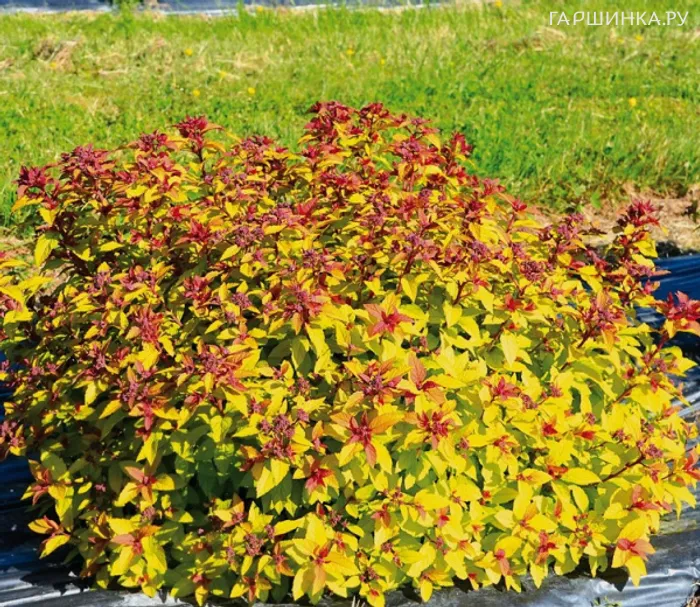 Спирея японская Мерло Голд