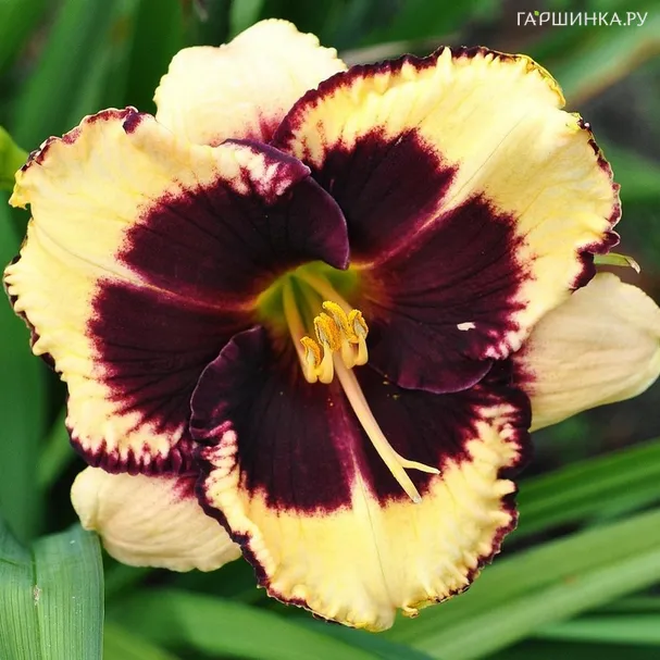 Лилейник Тайгер Блад